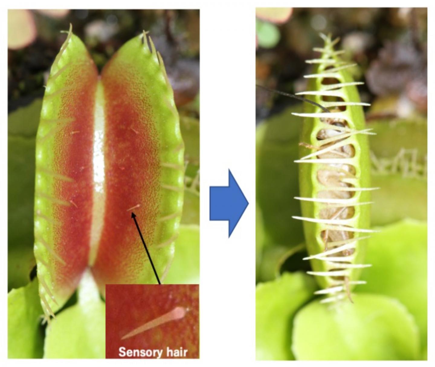 Sensory hairs of the Venus flytrap