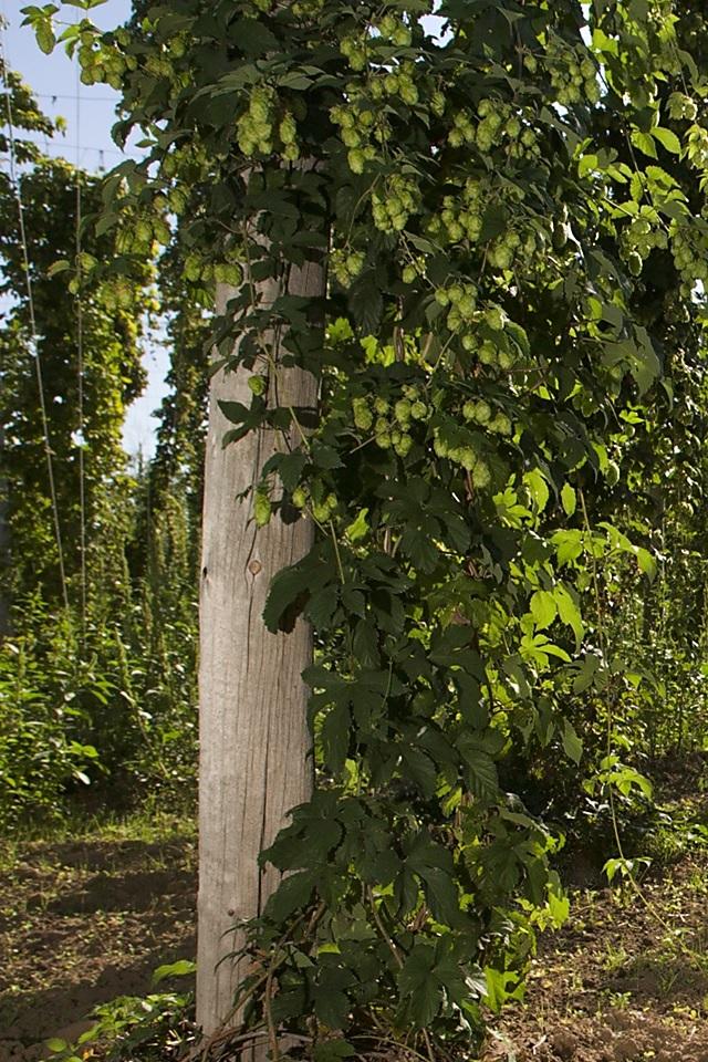 Hops Production System in Oregon