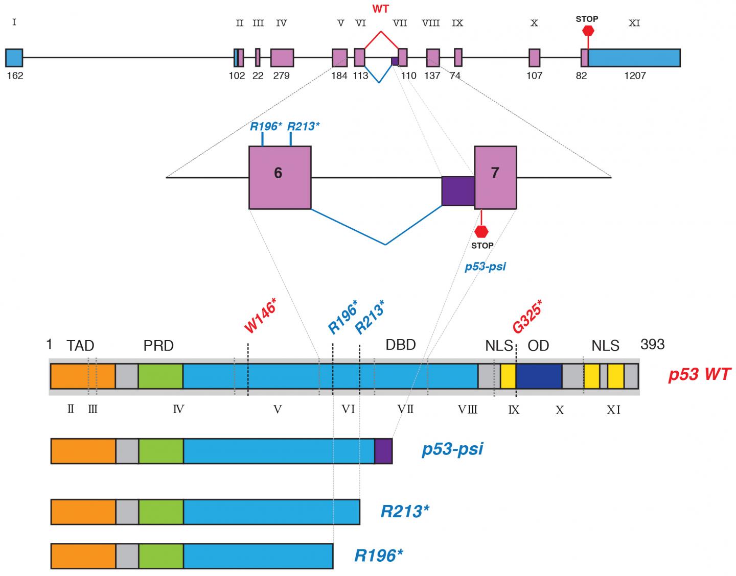 Shorter Versions of p53 Promote, Rather Than Halt Cancer