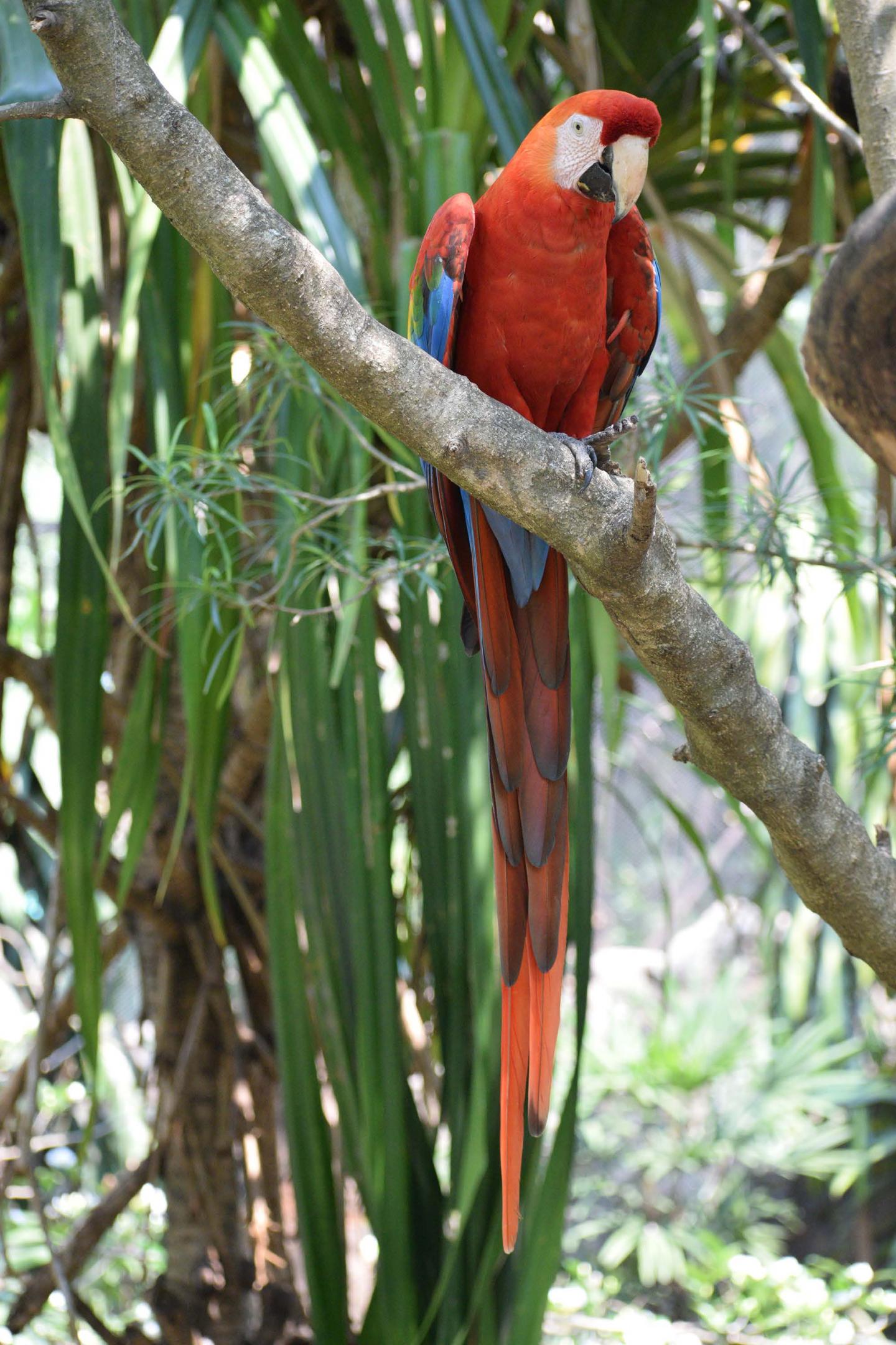 Live scarlet macaw from the Bolivian Amazonia. `