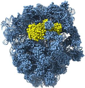 The cryogenic electron microscopy structure of Allochromatium vinosum Cami1 protein (yellow) bound to Escherichia coli ribosome (blue).