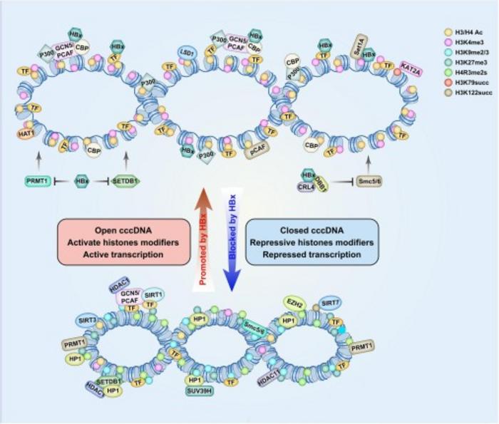 Schematic representation of histone-modifying factor recruitment on cccDNA minichromosomes in relation to viral protein HBx.