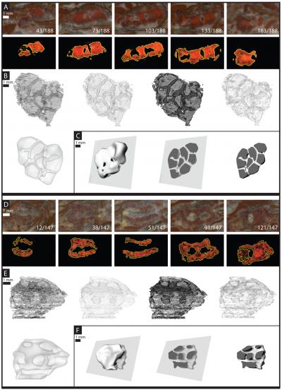 Graphic Image of Fossil