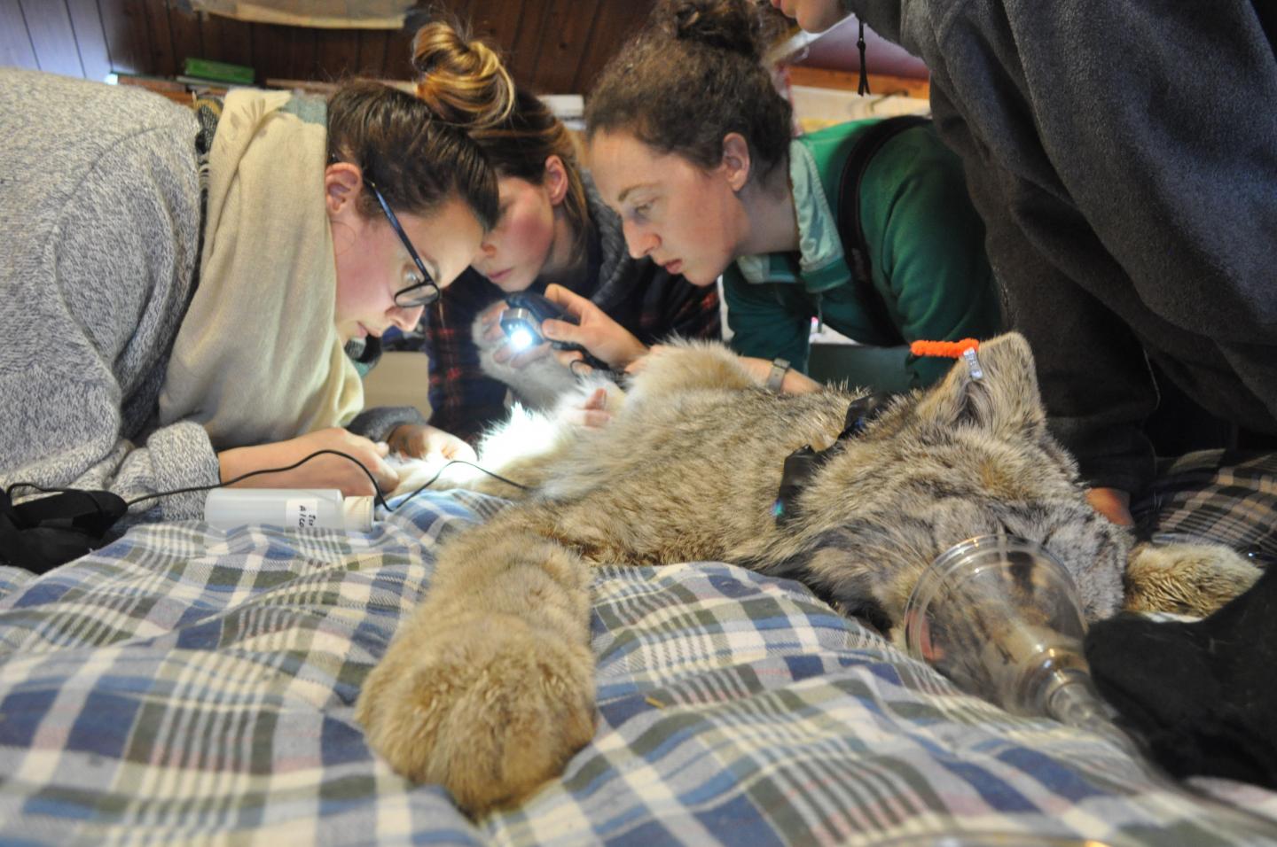 Handling a Canada Lynx