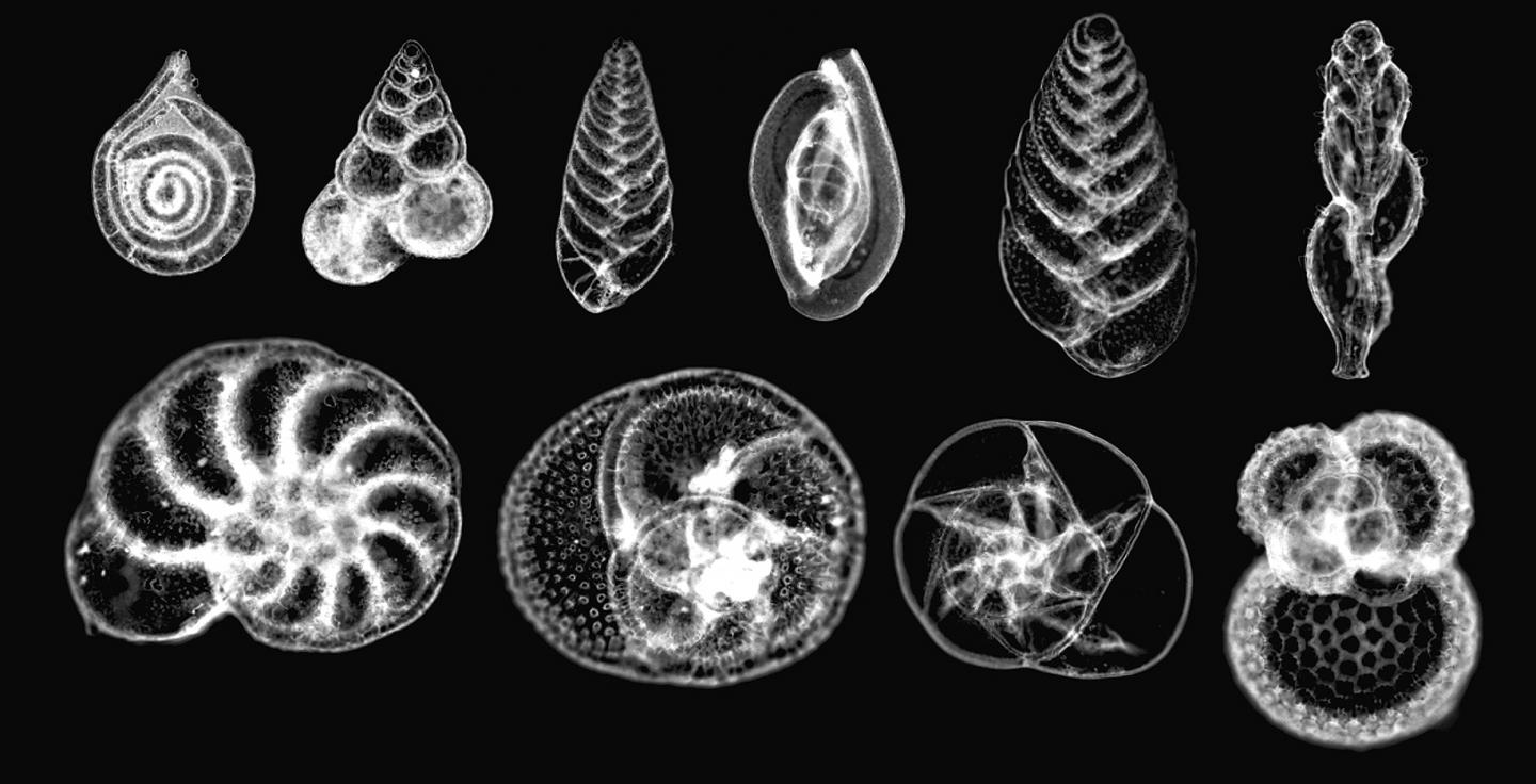 Foraminifera