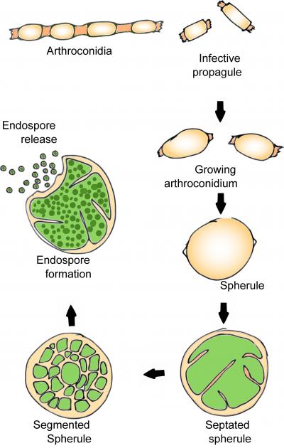 Life Ccycle of Coccidioides