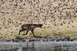 Spotted hyena hunting birds at a waterhole in Namibia