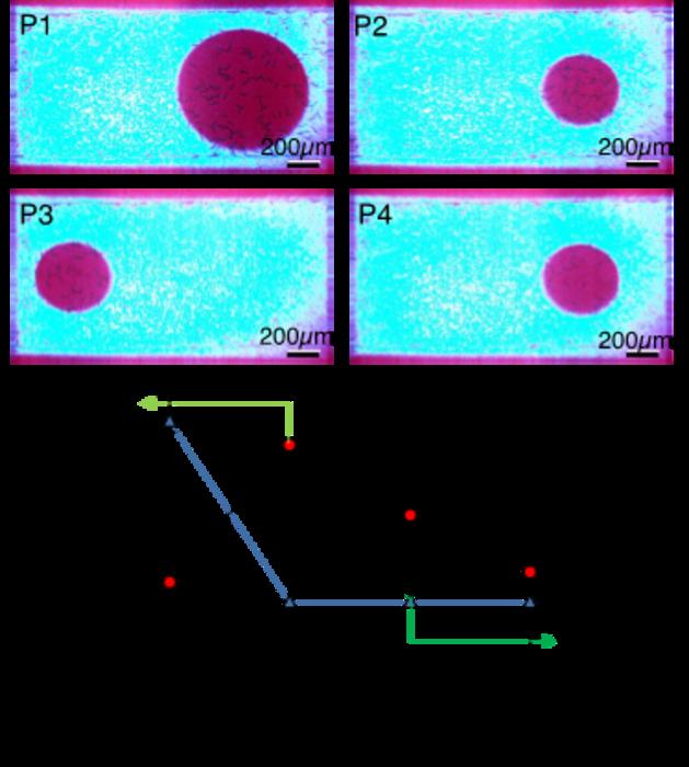 図2 レーザー光とプロジェクターにより、光スポットを4.5 µm/sで操作した際のミドリムシの往復実験と細胞密度解析の結果。