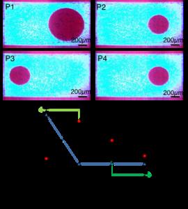 図2 レーザー光とプロジェクターにより、光スポットを4.5 µm/sで操作した際のミドリムシの往復実験と細胞密度解析の結果。