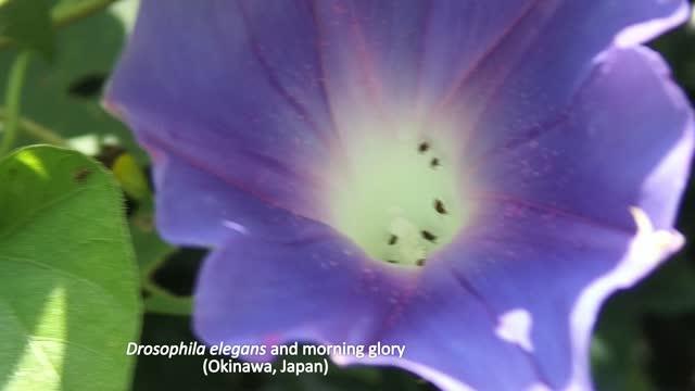 <em>Drosophila Elegans</em> in a Morning Glory