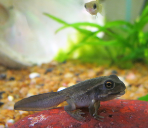 Native Australian tadpole