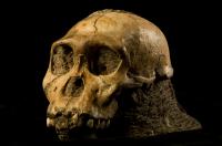Cranium of the Juvenile Skeleton of <I>Au. Sediba</I>