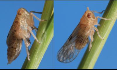 Planthoppers