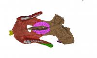 Shartegosuchus Palate