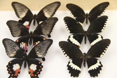 The Mimicry Patterns (Left) and Non-Mimetic Patterns (Right) of <em>Papilio polytes</em>