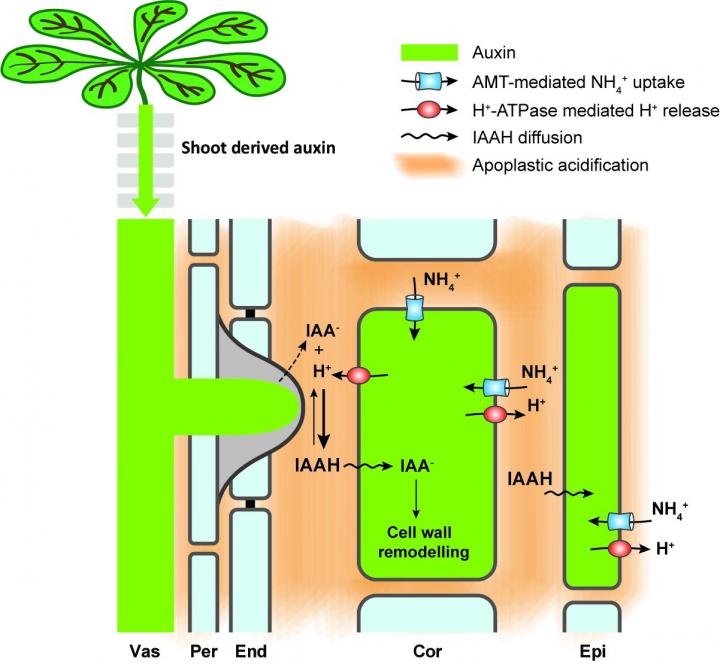Ammonium Triggers Formation of Lateral Roots