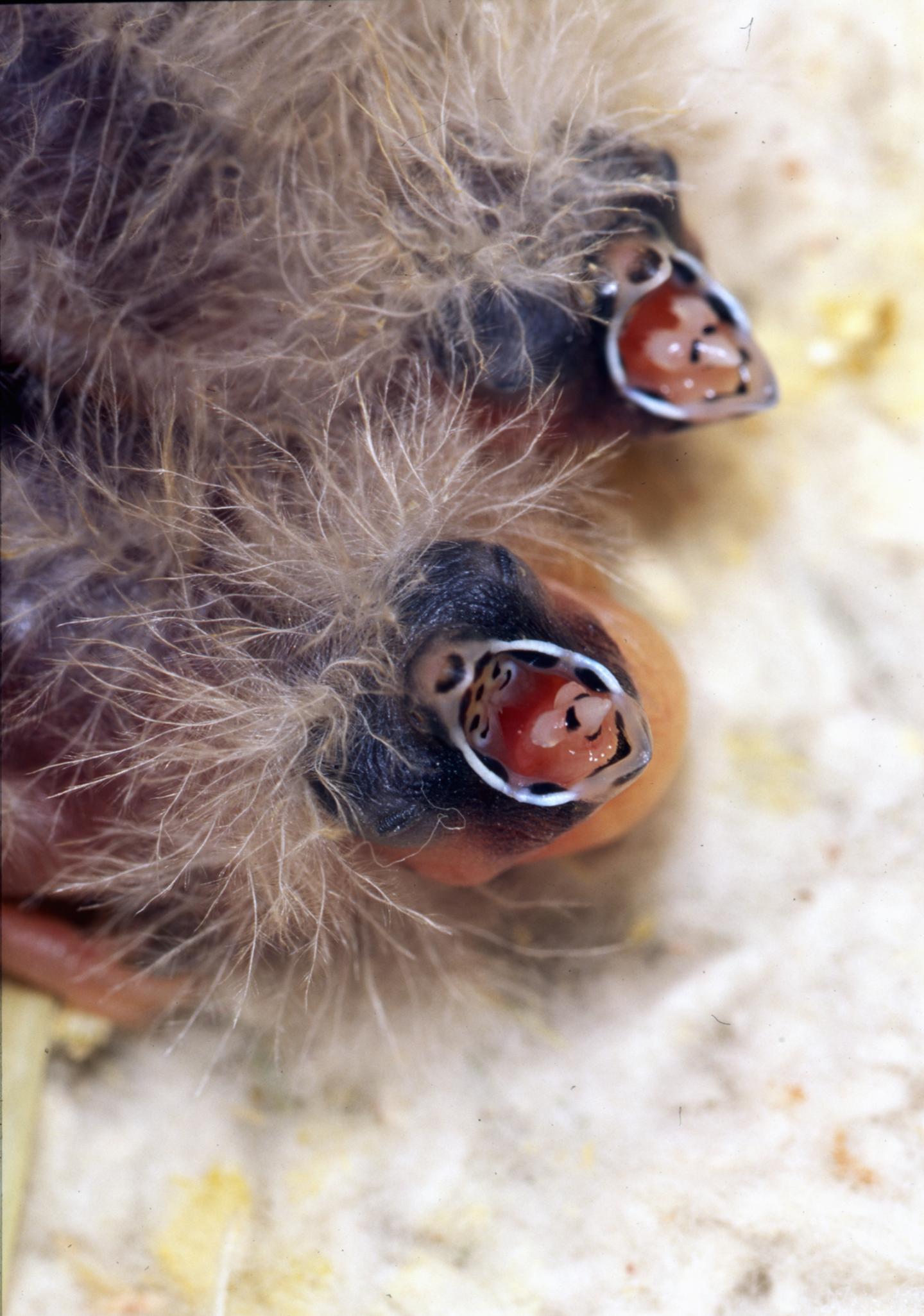 親鳥の歌声が生まれてくるヒナに地球温暖化への備えを与える