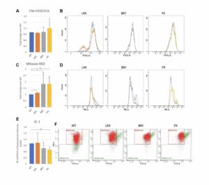 When do the pathological signs become evident? Study of human mesenchymal stem cells in MDPL syndrome