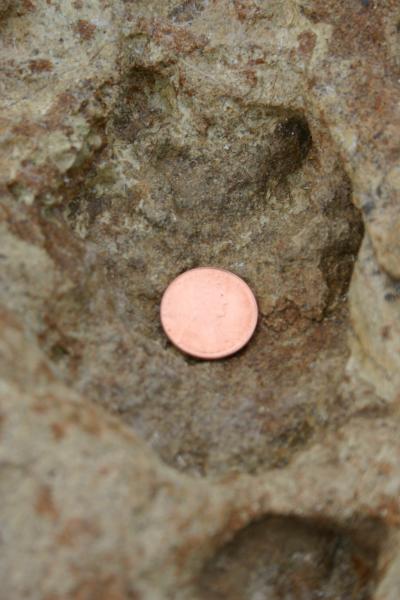 Baby Dinotracks (1 of 2)