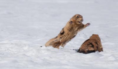 Prairie Dogs Do Dispersal Differently (12 of 15)