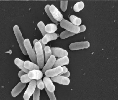 <i>Agrobacterium tumefaciens</i> Cells