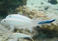 Cleaner Fish (2 of 2)