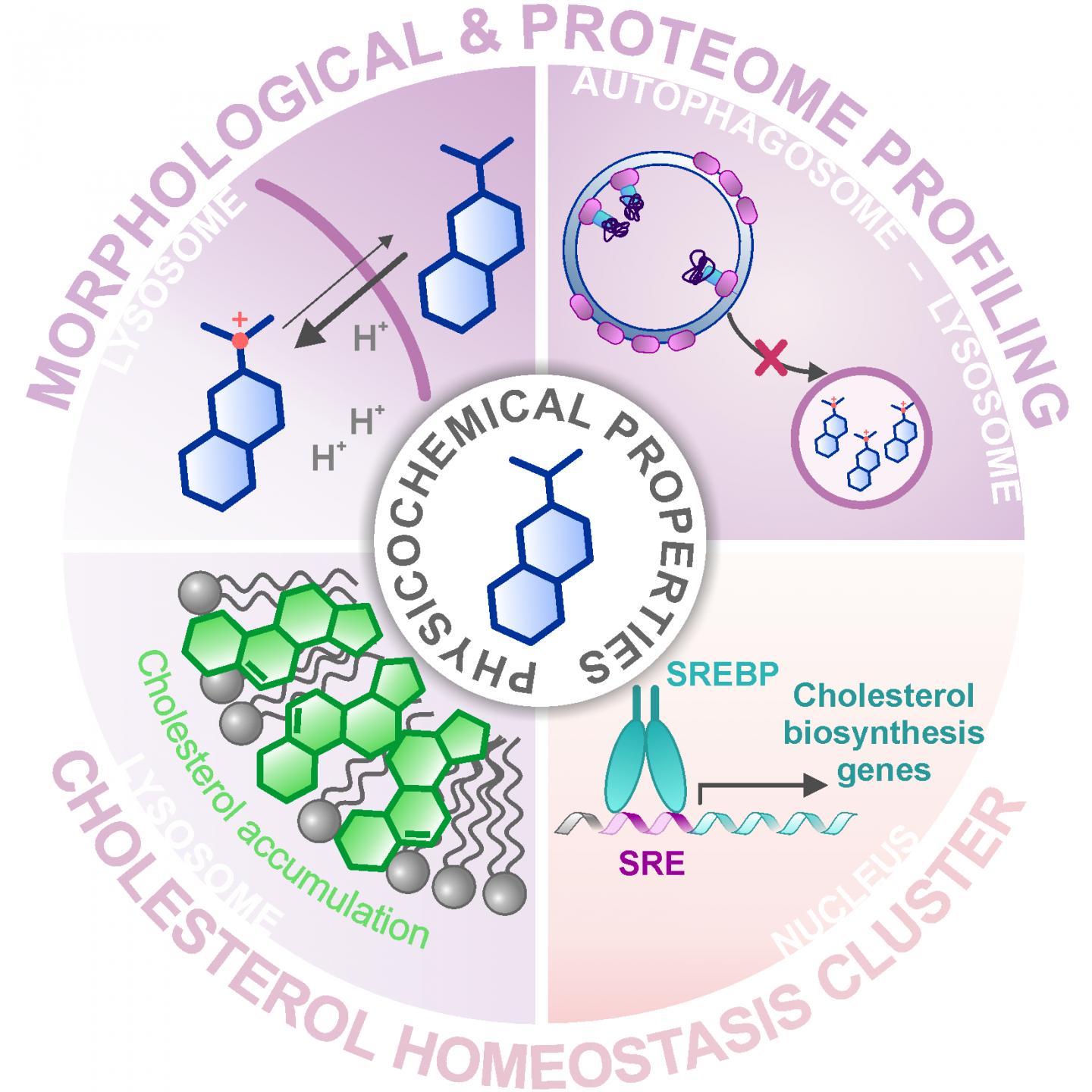 Morphological & Proteome Profiling