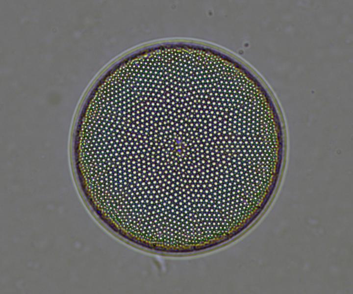 Centric Diatom Unlocks 11,000-Year Warming Pattern