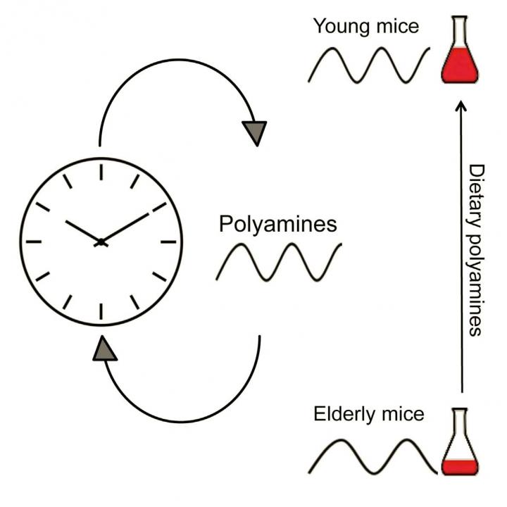 Age Related Decline of Polyamine