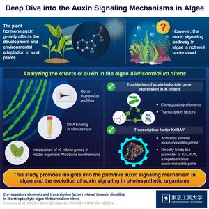 Deep Dive into the Auxin Signaling Mechanisms in Algae