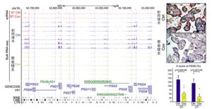 Reduced PSG gene expression