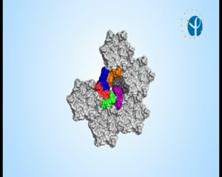 Scientific Breakthrough -- 3-D Structure of the Native Capsid of the BLV Retrovirus
