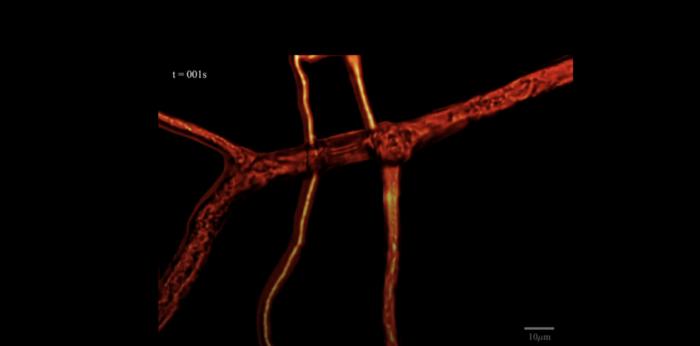 Video of high-speed flows and bi-directional movement inside mycorrhizal fungus Rhizophagus irregularis. False color for contrast