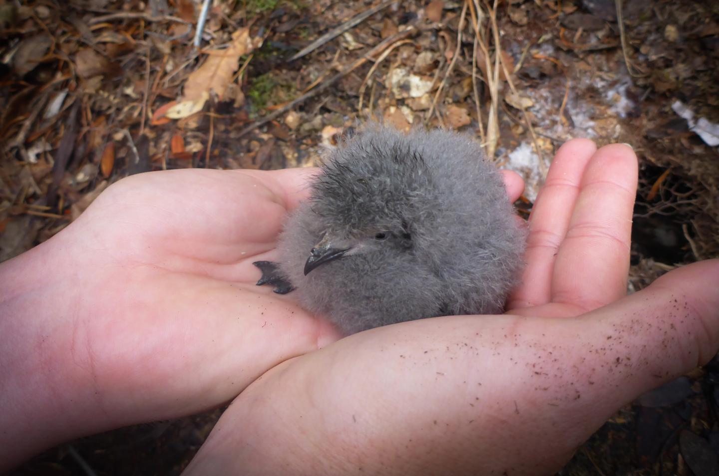 New Zealand Storm-petrel