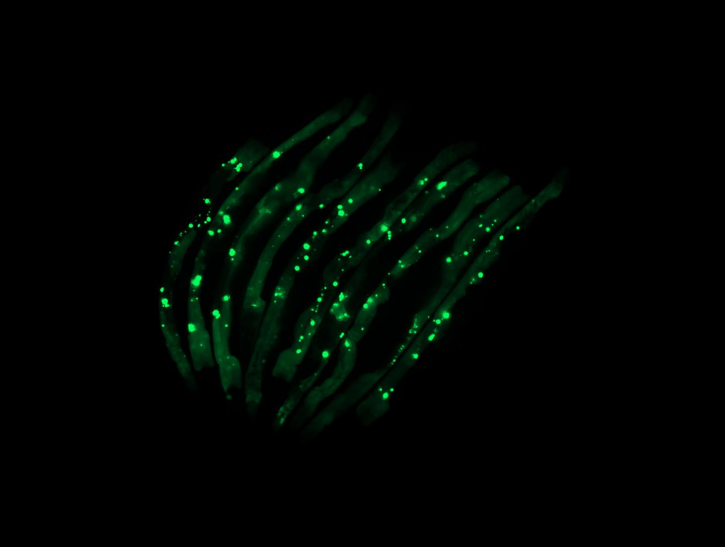 Worms colonized by pathogenic bacteria (P. aeruginosa)