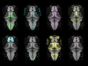 Gene expression maps