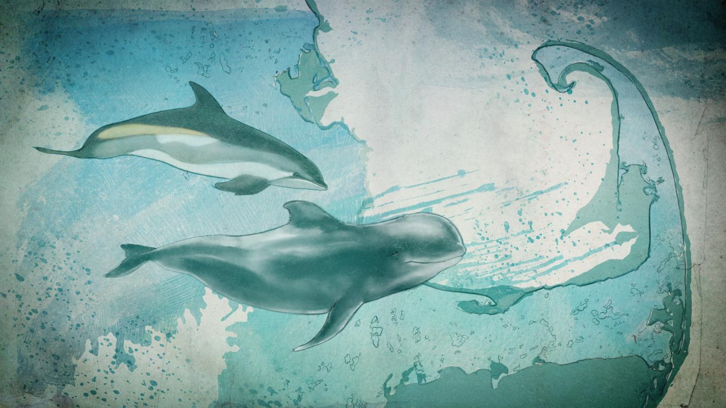 Illustration of Atlantic White-sided Dolphin and Long-finned Pilot Whale