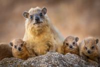 The Diverse Vocal Repertoire of Rock Hyraxes Reveals New Information about Sex Differences and the E