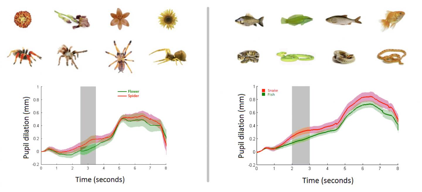 Even Babies Feel Stressed Looking at Snakes or Spiders