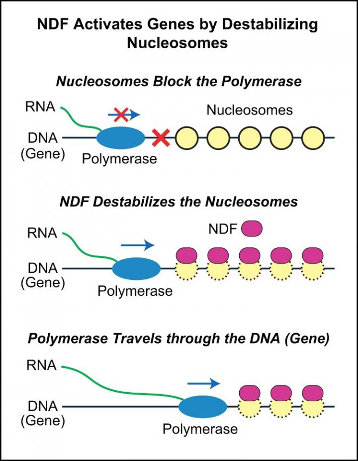 NDF Activates Genes