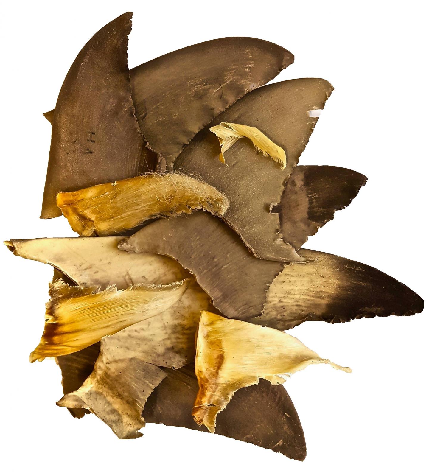 Shark Fins (1 of 2)
