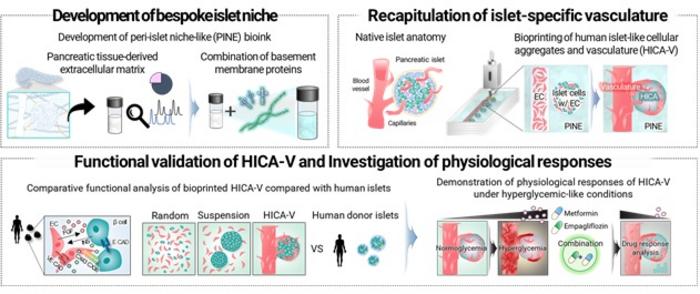 Schematic Overview of the Development of a Bespoke Islet-specific Microenvironment Using Bioprinting Technology to Enhance the Maturation of Stem Cell-Derived Islets