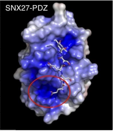 High-resolution 3D structure of SNX27