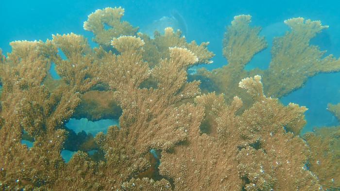 Study highlights key factors for successful restoration of elkhorn coral colonies