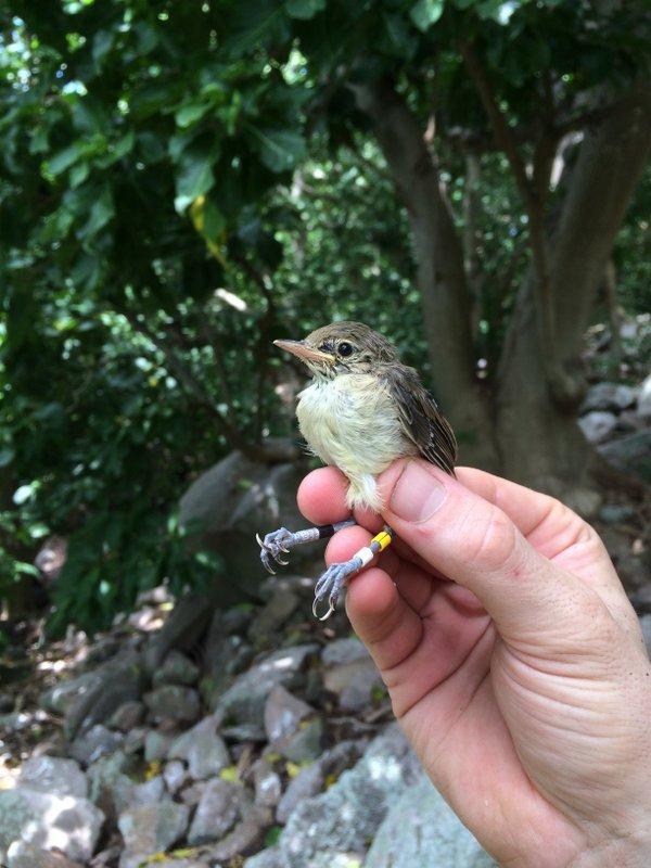 Ringed Seychelles warbler