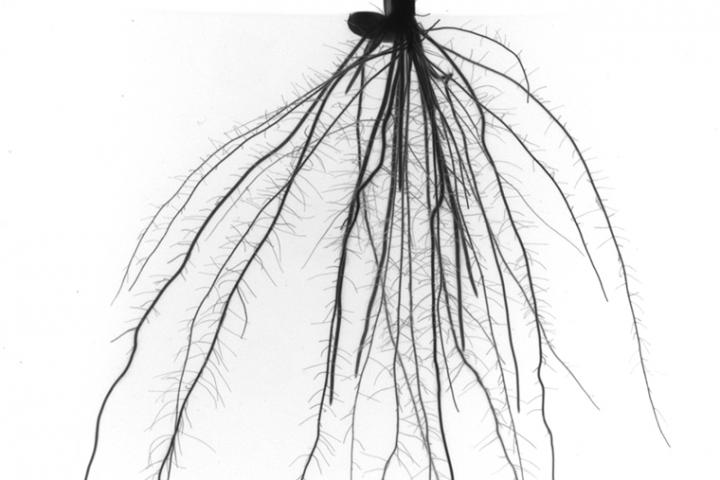 Weedy Rice Root System [IMAGE] | EurekAlert! Science News Releases
