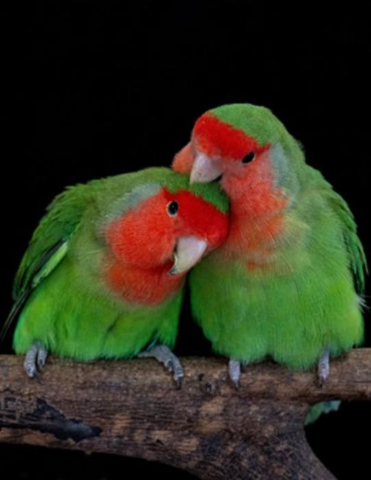 HKU and BIOPOLIS-CIBIO Biologists Reveal the Genetic ‘Switch’ Behind Parrot Color Diversity