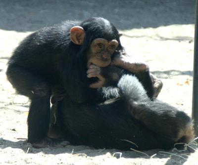 Play Between Infants