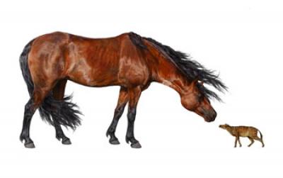 <I>Sifrhippus</I> Compared with a Modern Horse