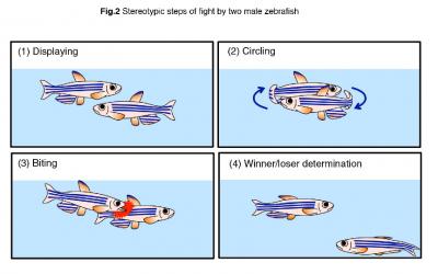 Stereotypic Steps of Fight
